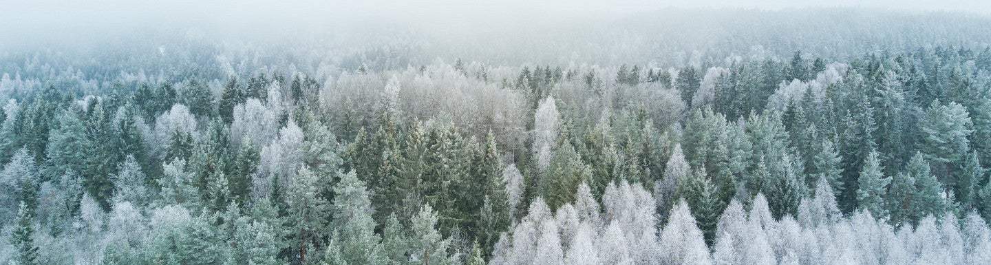 pine trees with snow, arial view