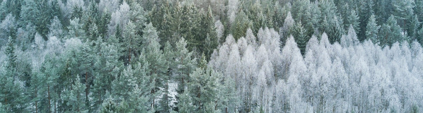 pine trees with snow, arial view