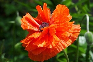 Close-up of an orange flower