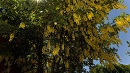 Campus Tree with Yellow Flowers