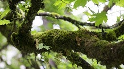 Mossy tree branch