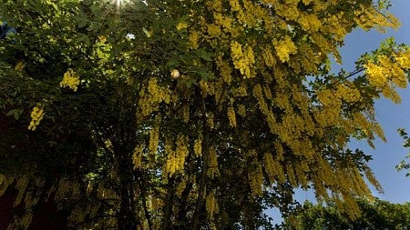Campus Tree with Yellow Flowers